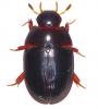 Dactylosternum abdominale